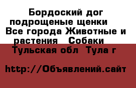 Бордоский дог подрощеные щенки.  - Все города Животные и растения » Собаки   . Тульская обл.,Тула г.